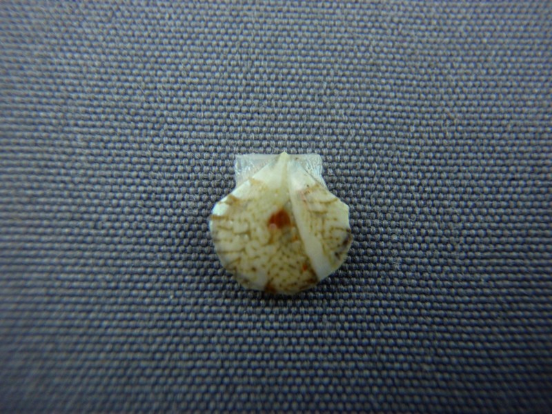Propeamussiidae : Parvamussium scitulum - (E. A. Smith, 1885) Pecten13