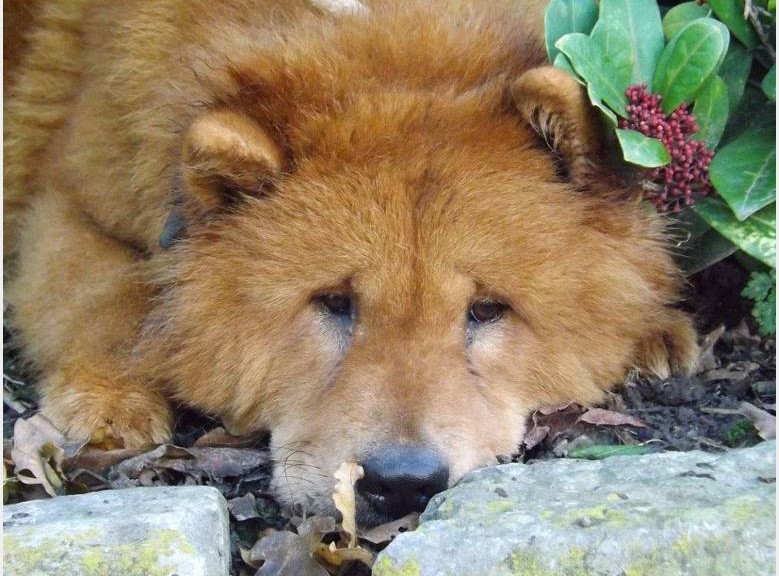 MAYLEEN, rescapée d'une usine à chiots - en Belgique 2 ans ADOPTEE Maylee10