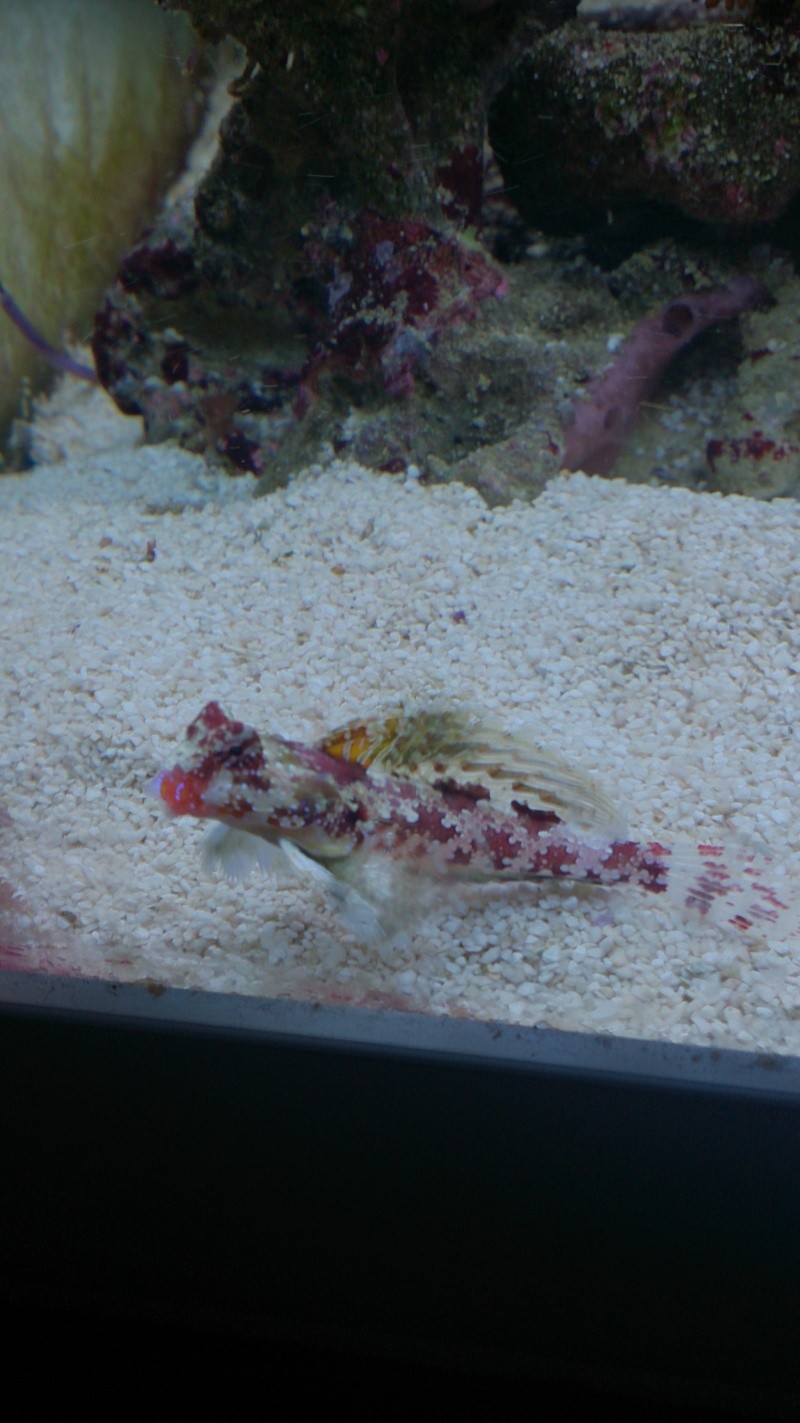 synchiropus stellatus Dsc_0111