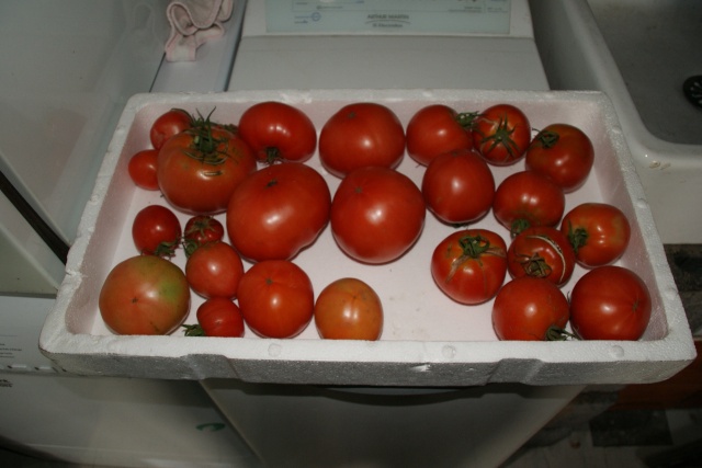 Semis de tomates bio moisis - Page 3 Dsc00710