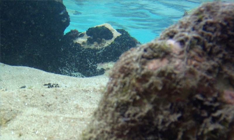 Sous l'eau Movi0113
