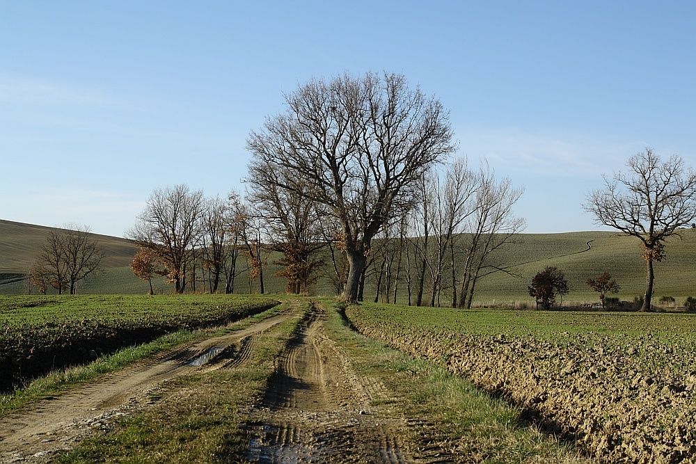 breve test foto collinese senesi. Pano1410