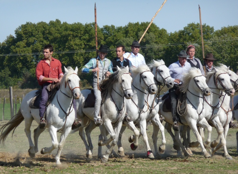 Camargue - Page 3 03110