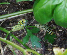 My babies have all grown up! Black_10