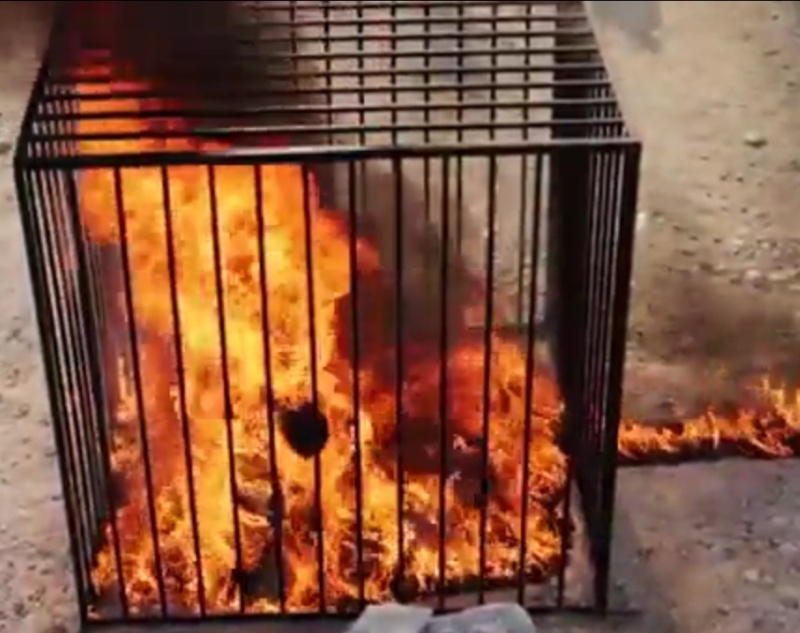  تنظيم داعش يعدم الطيار الأردني حرق حيا حة الموت 45610