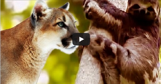 فيديو : صراع حيوان "الكسلان" من أجل البقاء مع نمر أمريكي بوما 5f11