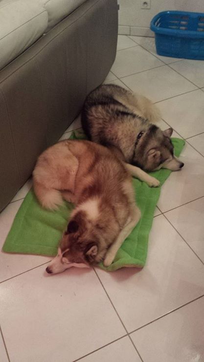 Hild Husky chocolat, Ok chats Ok congénères REF:21 DECEDEE 110
