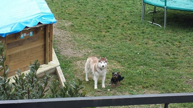 Hild Husky chocolat, Ok chats Ok congénères REF:21 DECEDEE 310