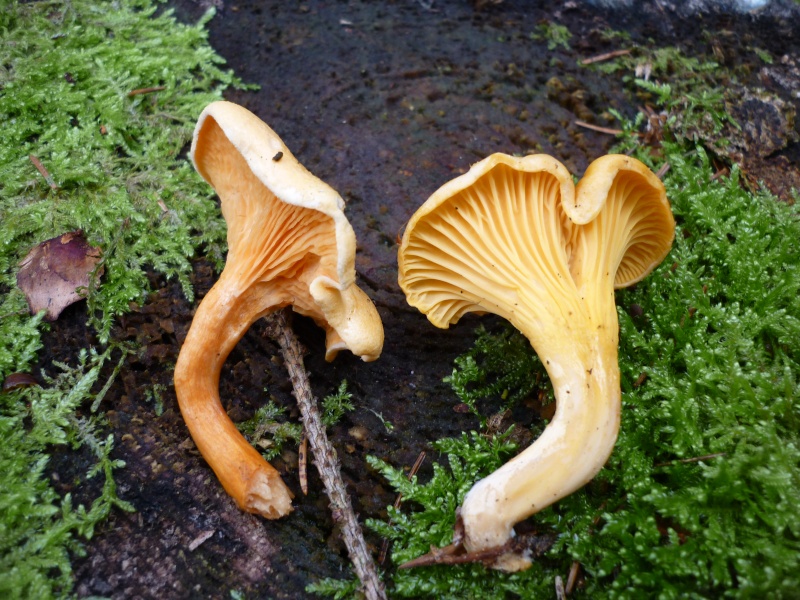 Les champignons comestibles pour débutants au fil des saisons (Belgique) Fausse10