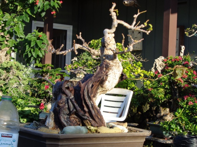 preliminary carving bougainvillea stump Dsc01115