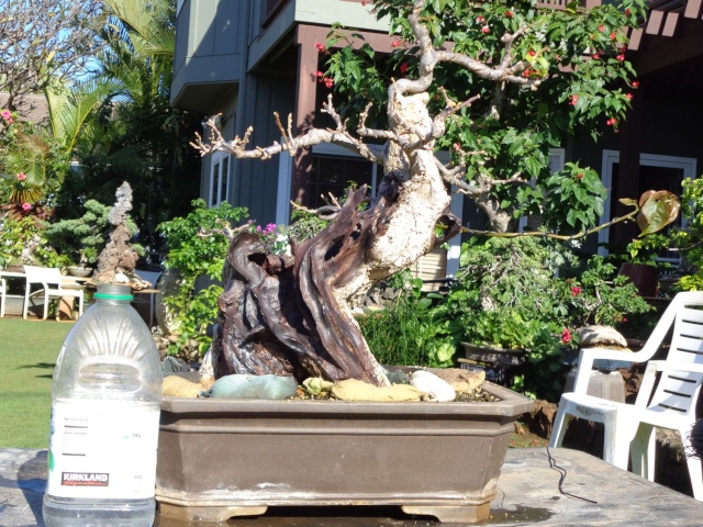 preliminary carving bougainvillea stump Dsc01116