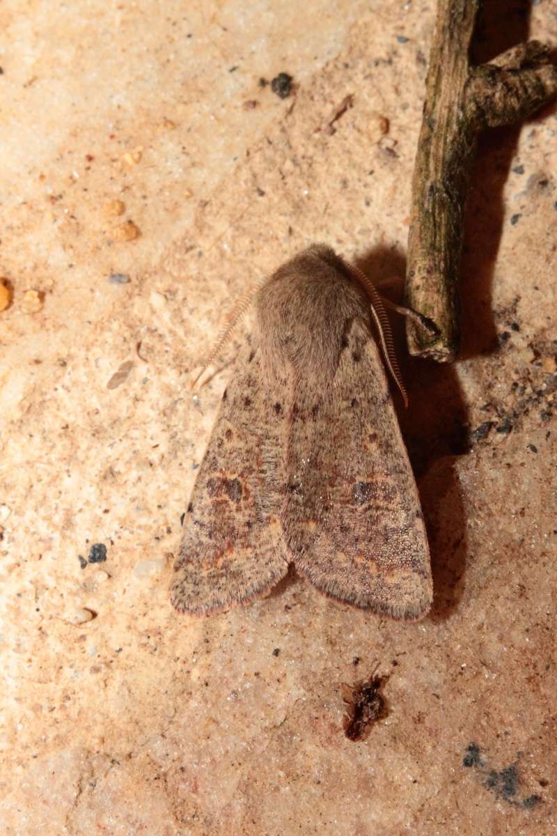 orthosia - Soirée du 11/03/2015 : Orthosia cruda et incerta, Gymnoscelis rufifasciata, Totricodes alternella Bis_m112