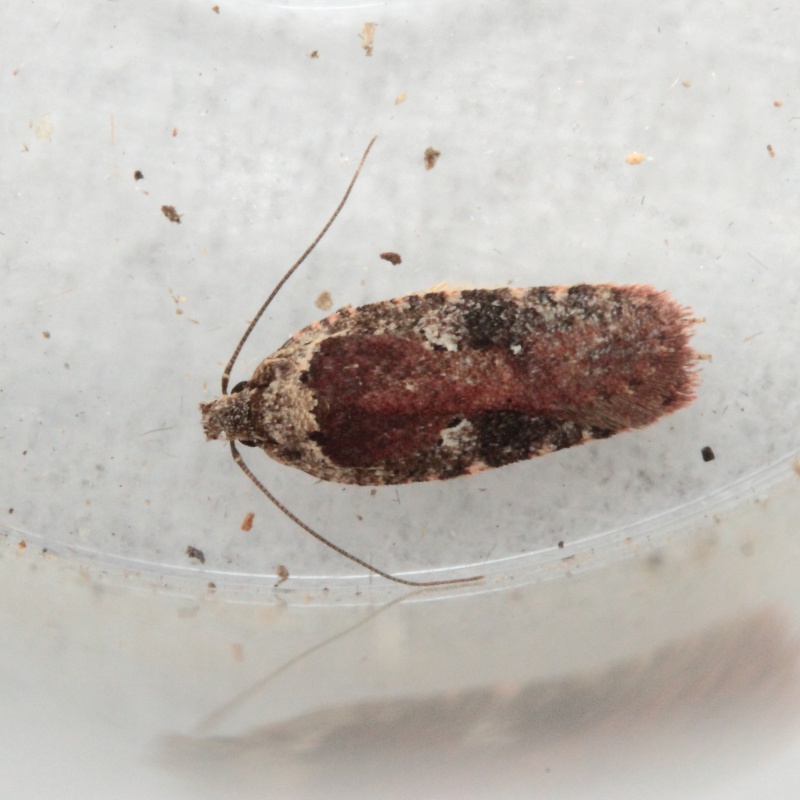 Poecilopcampa, Agonopterix, et Acleris Bis_mg10