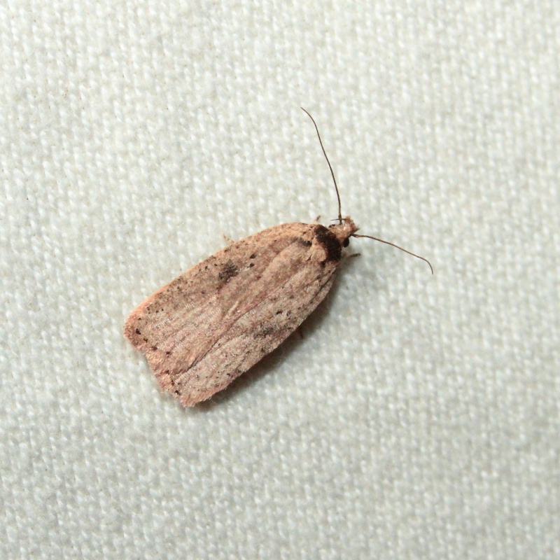 Poecilopcampa, Agonopterix, et Acleris Bis_mg11