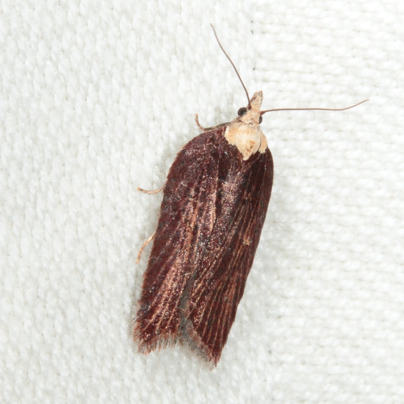 Poecilopcampa, Agonopterix, et Acleris Bis_mg13
