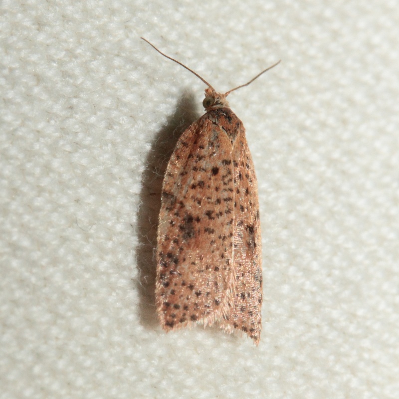 Soirée du 07/03/2015 : Agonopterix sp, Depressaria sp, Orthosia cerasi, Biston strataria, Alsophila aescularia, Achlya flavicornis, Diurnea fagella, Conistra erythrocephala et vaccinii, Pachycnemia hippocastanaria Bis_mg86