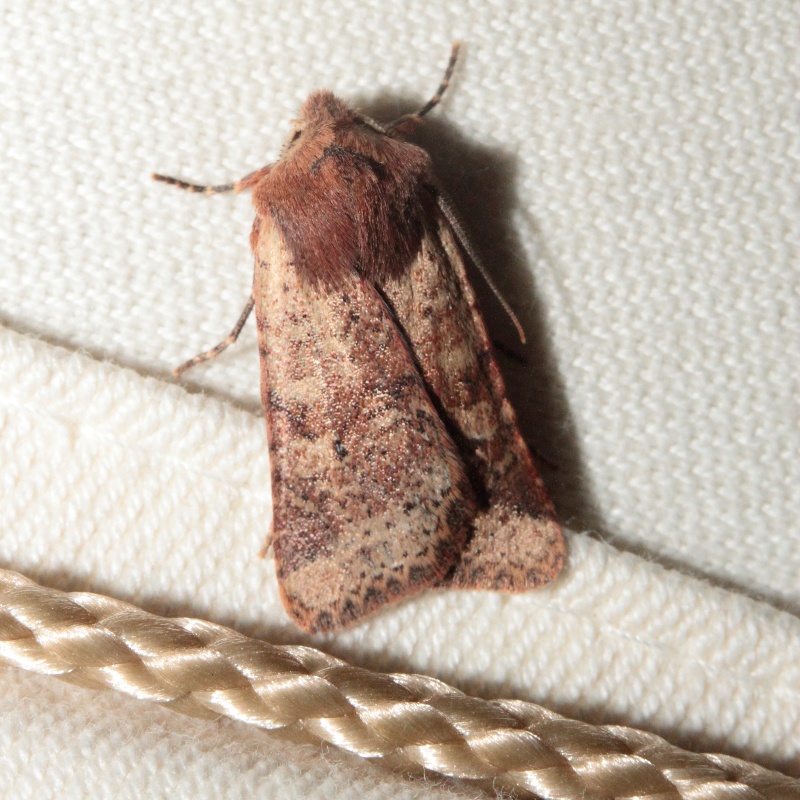 Soirée du 07/03/2015 : Agonopterix sp, Depressaria sp, Orthosia cerasi, Biston strataria, Alsophila aescularia, Achlya flavicornis, Diurnea fagella, Conistra erythrocephala et vaccinii, Pachycnemia hippocastanaria Bis_mg87