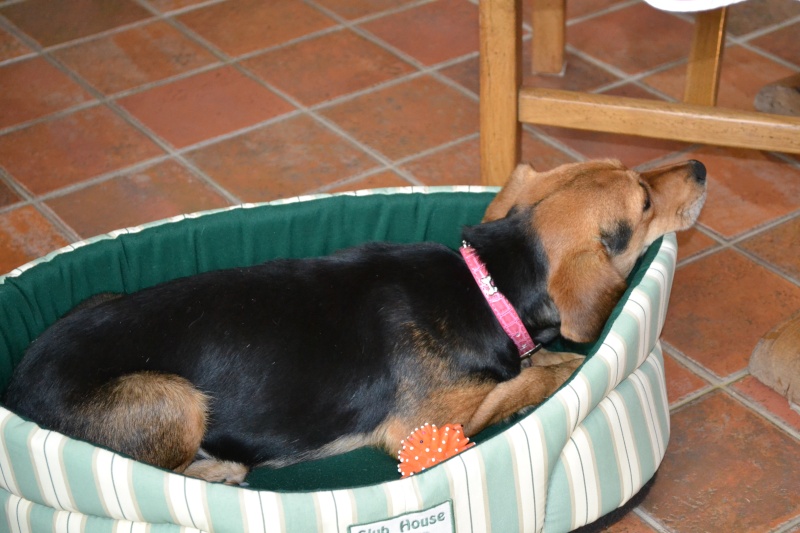 ROXANE femelle type Beagle 3 ans - GALIA (85) Dsc_1612