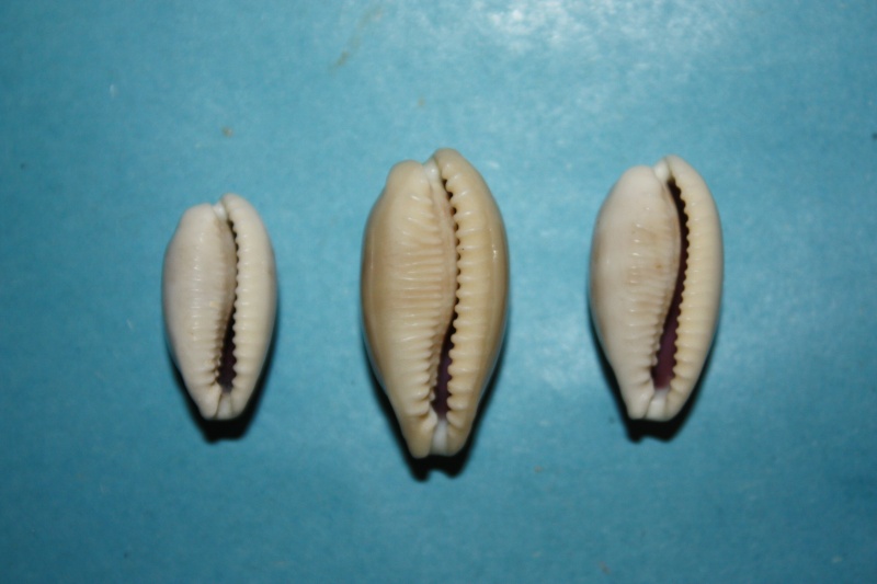 Eclogavena quadrimaculata - (J.E. Gray, 1824) 16-ecl10