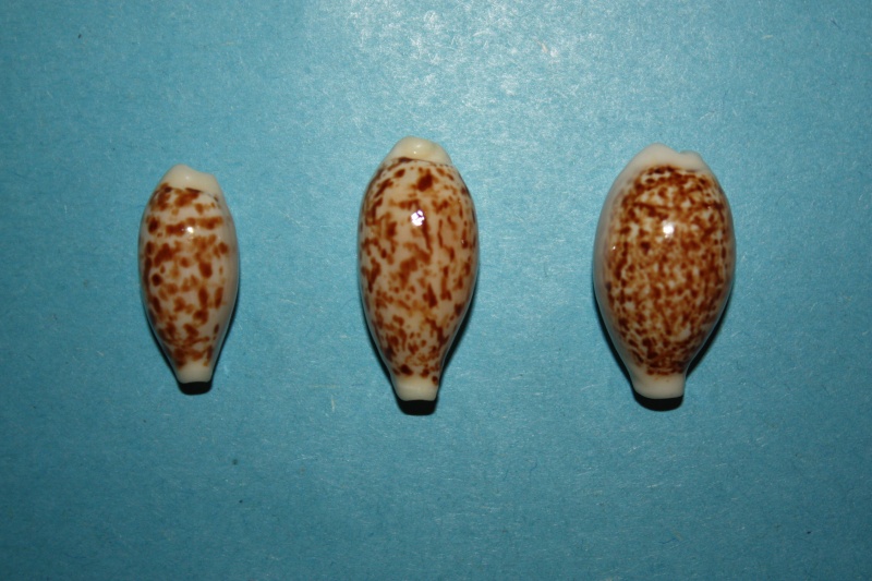 Eclogavena coxeni - (Cox, 1873) 5-eclo10