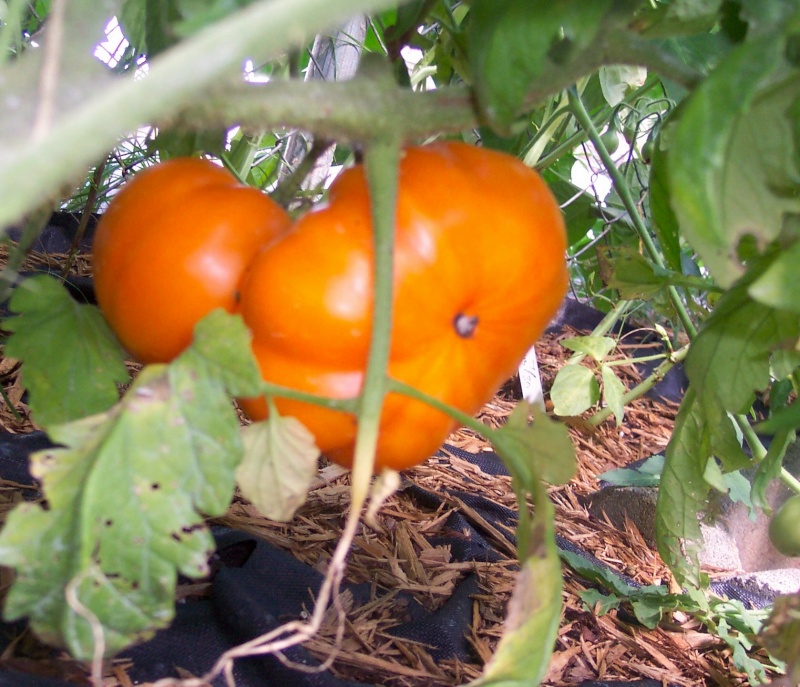 German Orange Strawberry Tomato German10