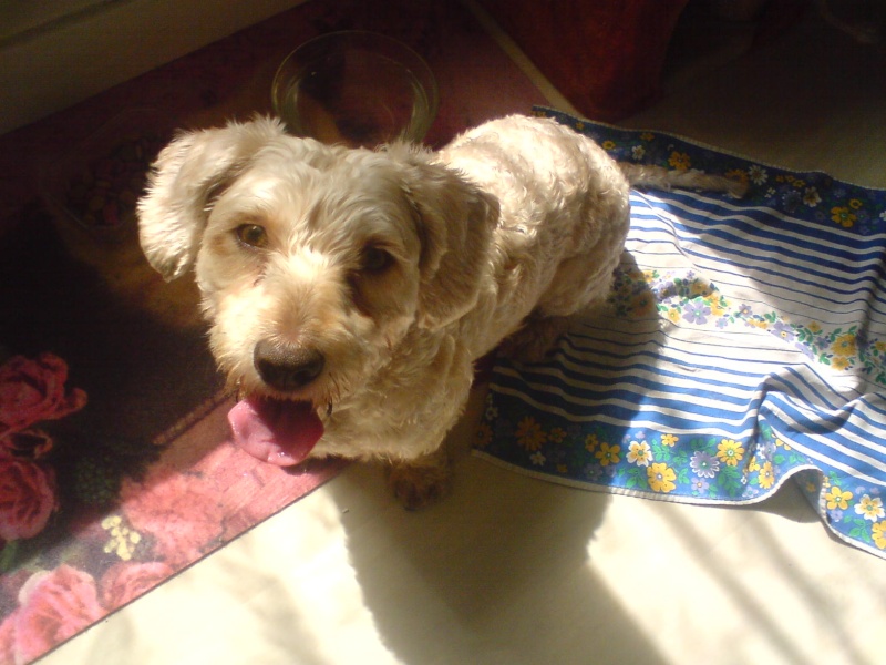 BELLA, femelle x caniche de 4 ans Bella_15