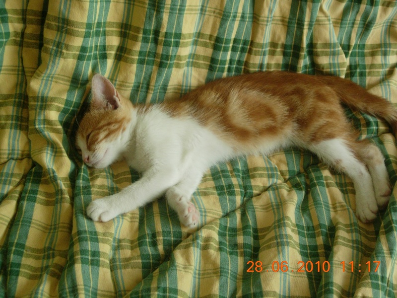 FIDJI, chaton femelle de 2 mois Fidji_10