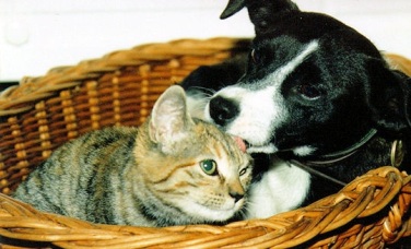 Pétition : interdisons le commerce scandaleux des chiens et des chats !  Image010