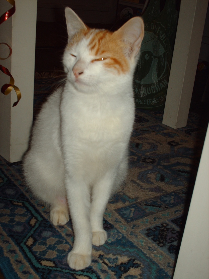 CALINE, chatte femelle de 8 mois Miaw_014