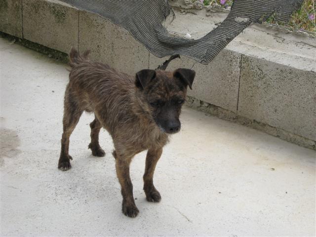 PEKE, petit chien espagnol traumatisé a besoin d'un accueil pour reprendre confiance ! Aidez le SVP !!! Peke1010