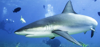 Stopper l'utilisation des chiens comme appâts pour la pêche aux requins à la Réunion  Requin10