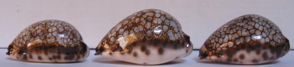 Mauritia histrio - (Gmelin, 1791) Histri10
