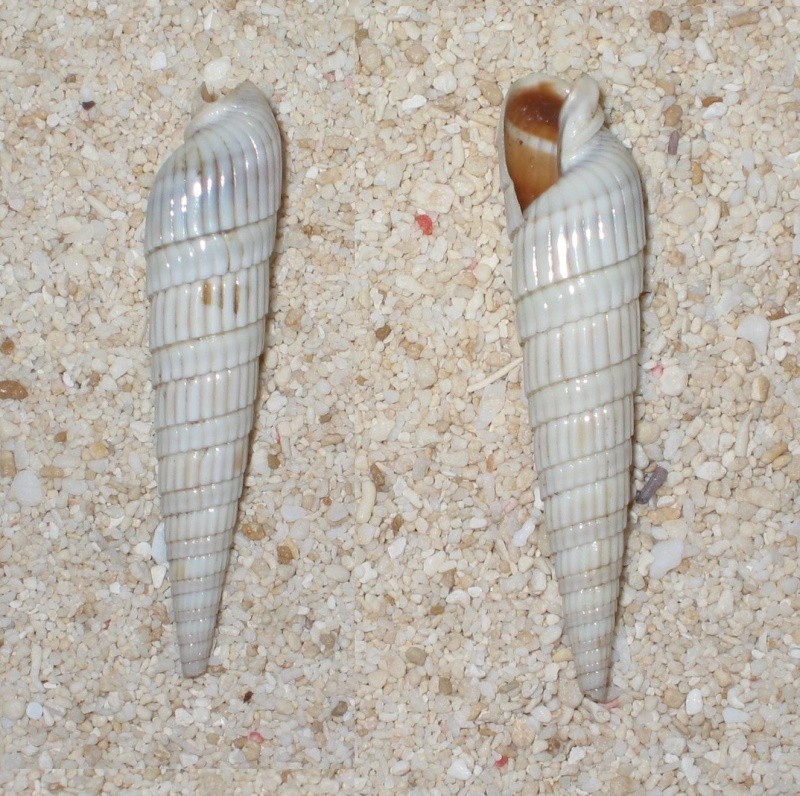 Duplicaria duplicata - (Linnaeus, 1758) Terebr12