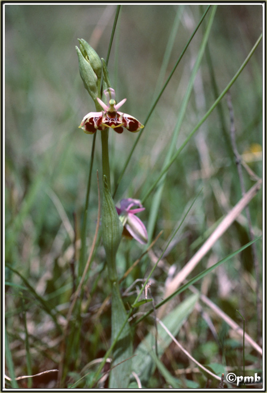 Ophrys papilionacea ? Ophrys10