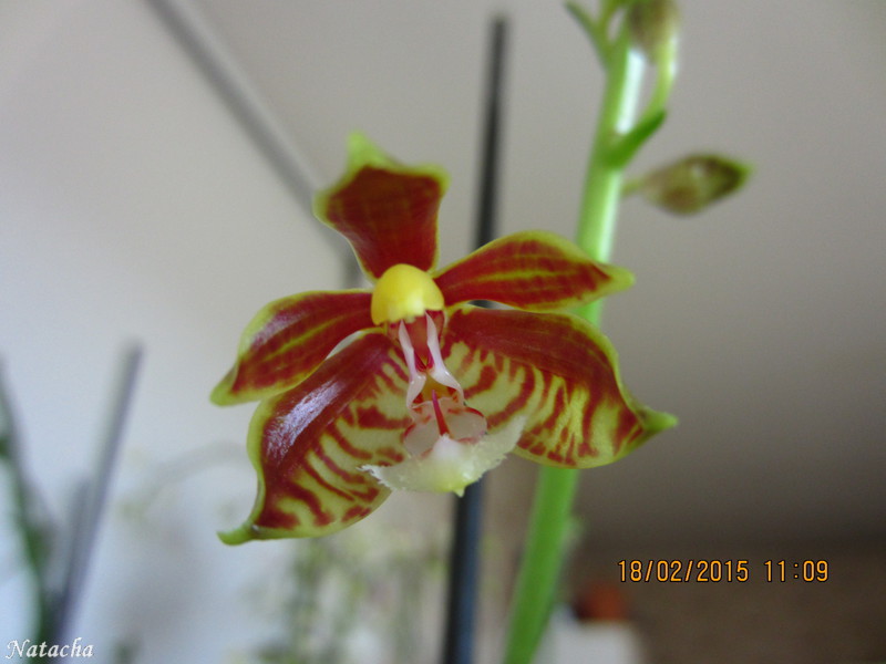 Phalaenopsis mannii  Img_0310