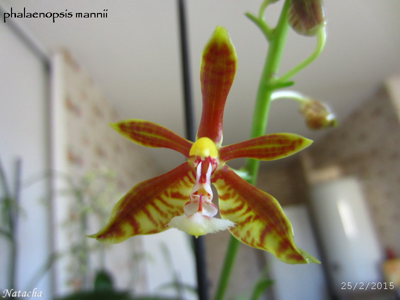 Phalaenopsis mannii  Img_0410