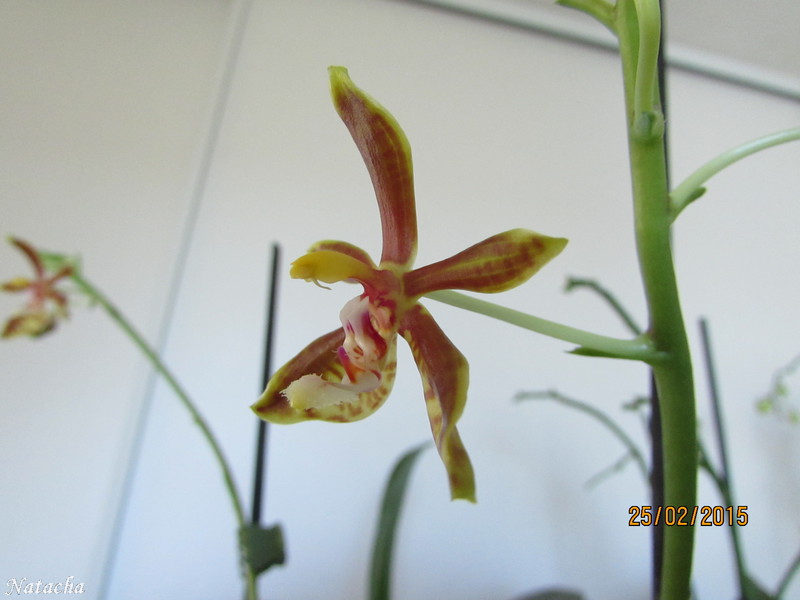 Phalaenopsis mannii  Img_2110