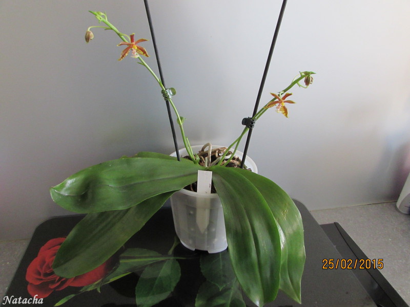 Phalaenopsis mannii  Img_2111