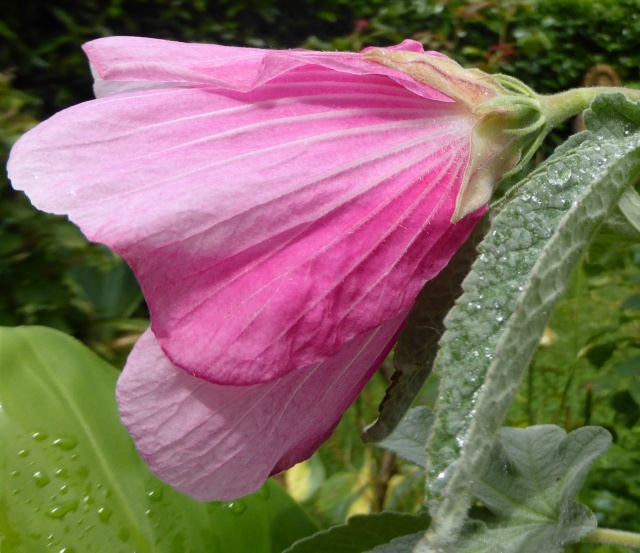 Hibiscus splendens 'Barambah Creek' 06-07-10