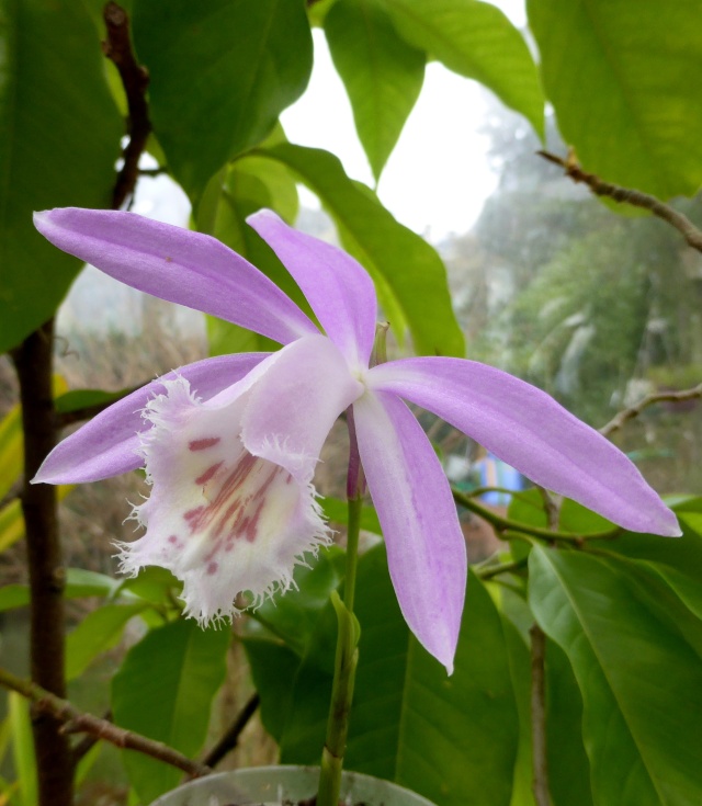 orchidées - floraisons du moment 2015 14-02-10