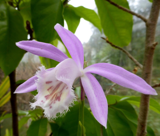 orchidées - floraisons du moment 2015 14-02-11
