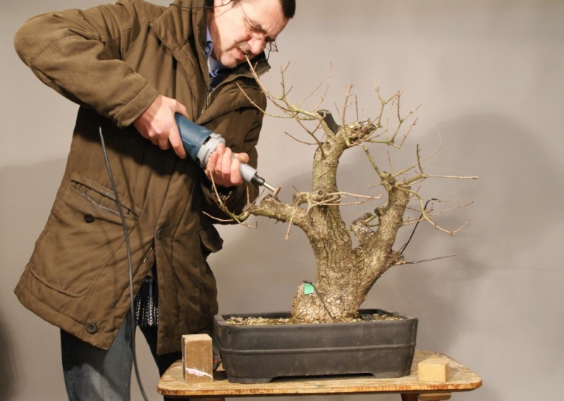 Airlayering a big field maple (acer campestre) 0101b210