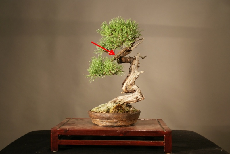 Pinus Mugo since 2004 0209_210