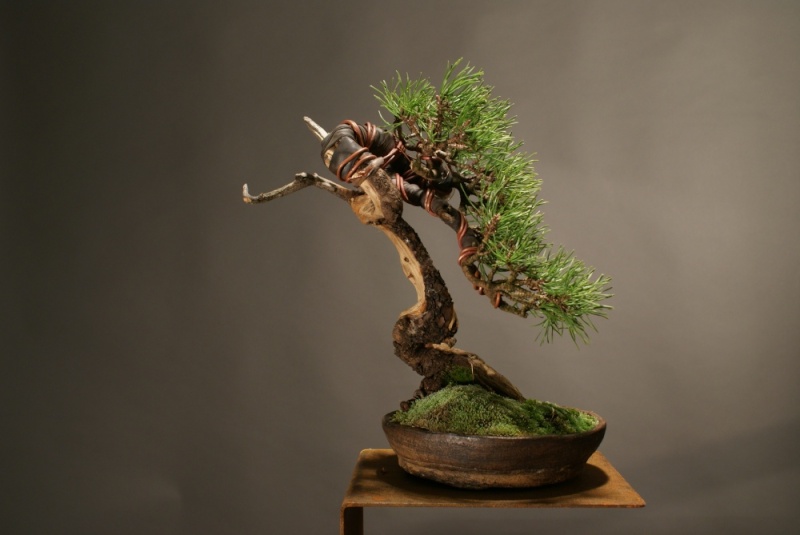 Pinus Mugo since 2004 0218_010