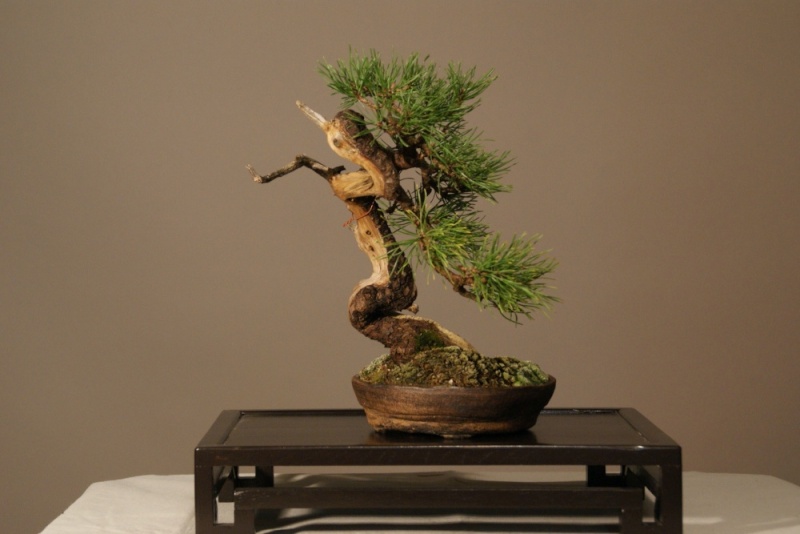 Pinus Mugo since 2004 0232_110
