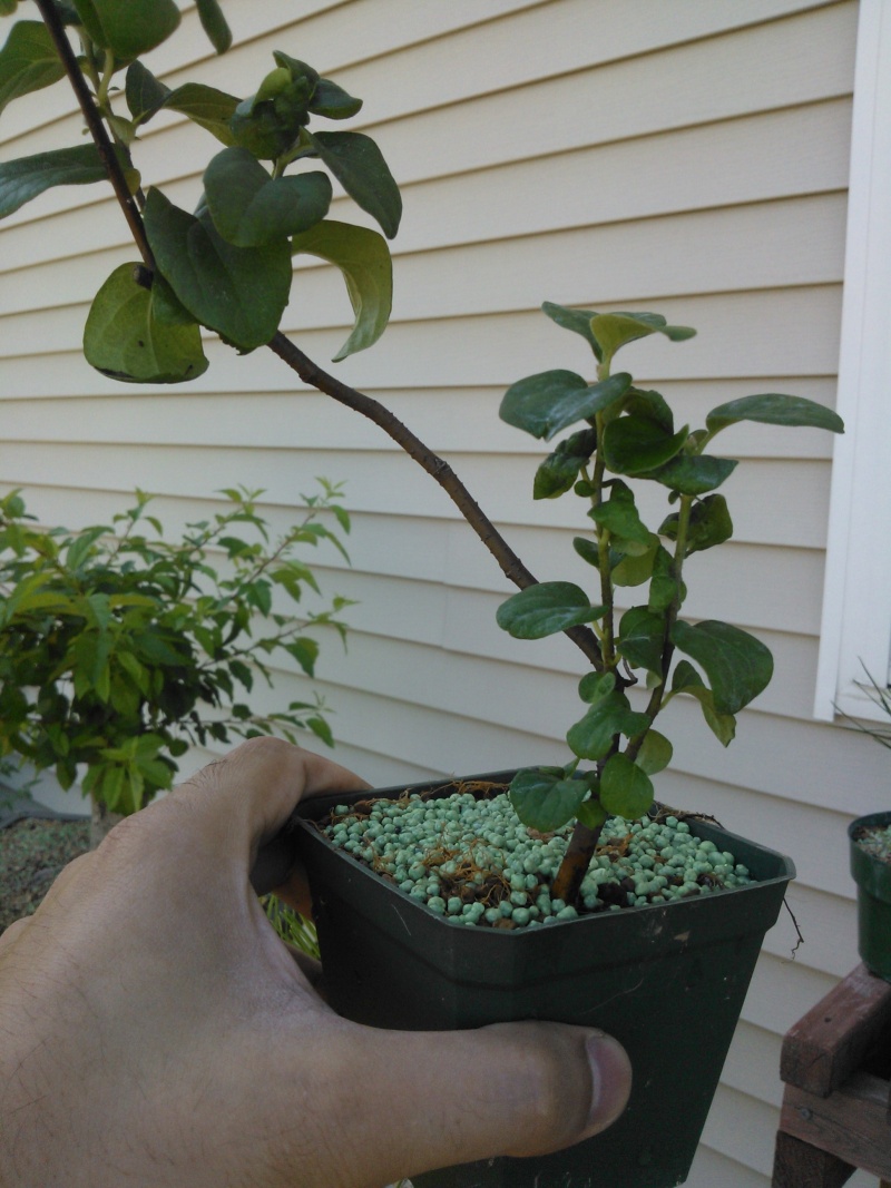 The fun of the use of sacrificebranches, when developing bonsai Quince10