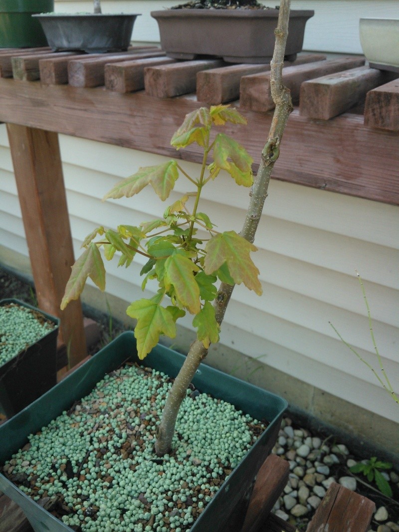 The fun of the use of sacrificebranches, when developing bonsai Triden10