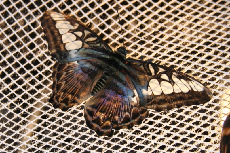 papillons exotiques 5 [parthenos sylvia] Tous_e11