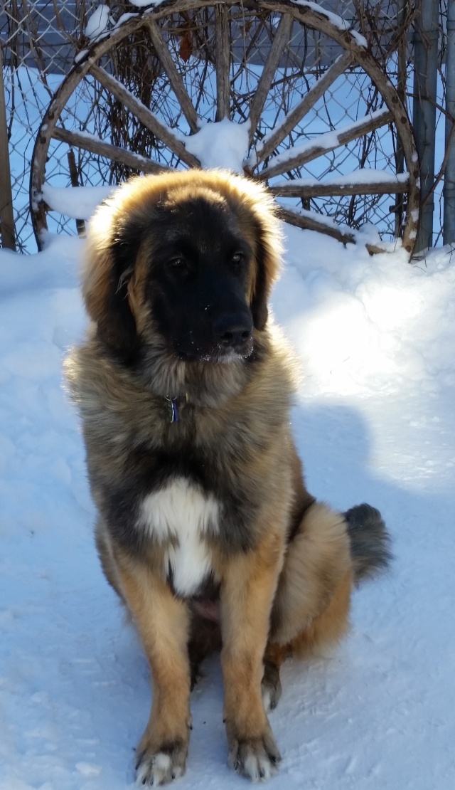 Jigel-Kaiser, ma belle Leonberg - Page 18 20150117