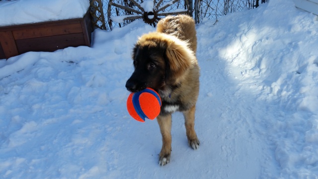 Jigel-Kaiser, ma belle Leonberg - Page 18 20150118